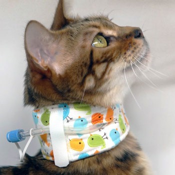 Kitty kollar